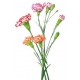 Mini Carnations (price by bunch)